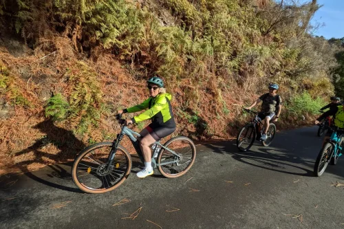 Small group of riders cycling uphill along a sunlit forest road lined with dry ferns on the Bike tour on the west coast of Madeira, an experience by Madeira Island Route.