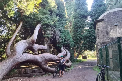 Rider standing with an e-bike beside a giant twisted tree in a forest clearing on the Levada da Camacha Trail by E-Bike, an experience by Madeira Island Route.