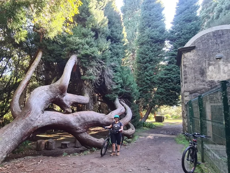 Rider standing with an e-bike beside a giant twisted tree in a forest clearing on the Levada da Camacha Trail by E-Bike, an experience by Madeira Island Route.