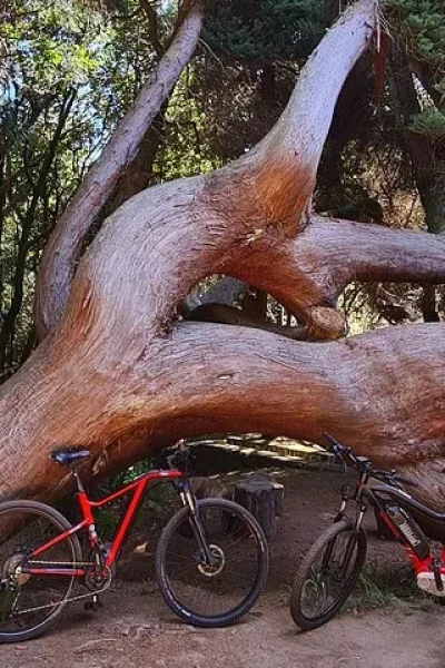Two e-bikes parked beneath a giant twisted tree in a shaded forest clearing on the Levada da Camacha Trail by E-Bike, an experience by Madeira Island Route.
