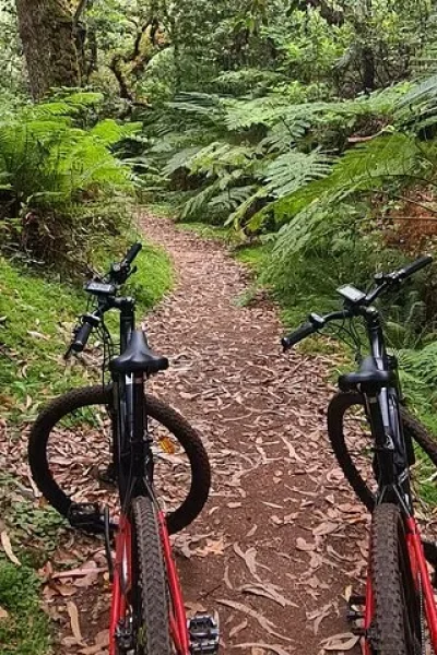 Two e-bikes stopped on a narrow forest trail surrounded by lush green ferns and moss on the Levada da Camacha Trail by E-Bike, an experience by Madeira Island Route.