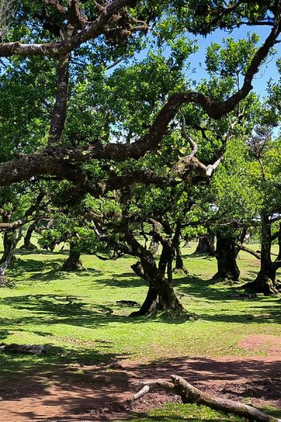 Panoramic view of ancient, twisted laurel trees casting shadows over a bright green meadow under a clear blue sky, with a dirt path winding through the Madeira forest.A Jeep tour experience by Sea La Vie Mountain Expedition.
