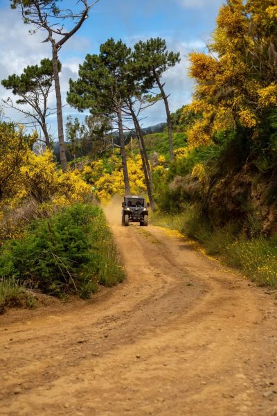 A black buggy kicks up dust along a wide dirt track lined with bright yellow flowers and tall pines under a blue Madeira sky during a Let's Buggy's half day Explorers tour experience in Madeira.