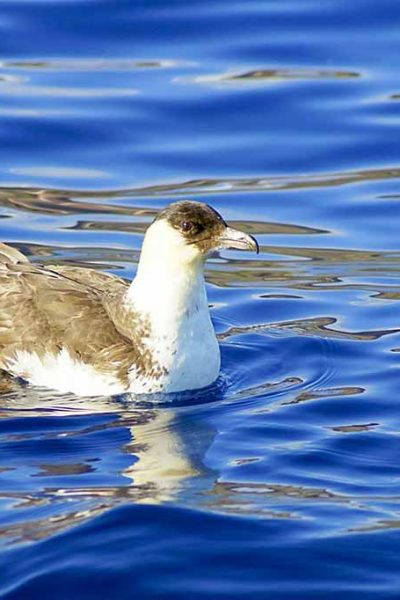 A bird on a water, a boat tour experience by Madeira Sea Emotions.