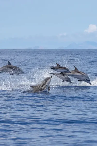 Multiple dolphins jumping in the water. A photograph taken during a whale and dolphin watching trip, an experience by Madeira Sea Emotions.