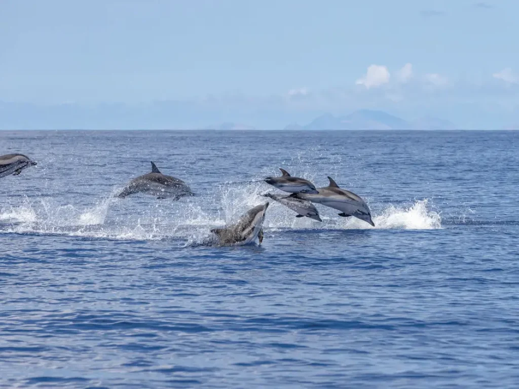 Multiple dolphins jumping in the water. A photograph taken during a whale and dolphin watching trip, an experience by Madeira Sea Emotions.