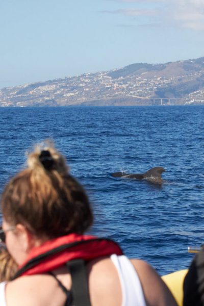 People on a boat watching a dolphing emerge for air in the sea and madeira island in the horizon. An experience by Madeira Sea Emotions.