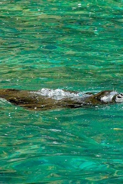 A monk seal swimming in the sea. The type of animal that is possible to see during a whale and dolphin watch tour experience by Madeira Sea Emotions.