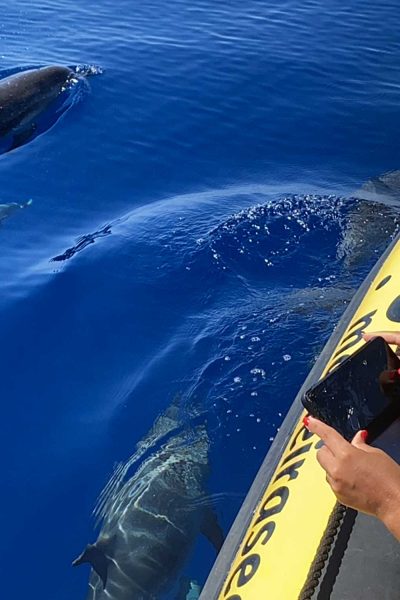 A woman taking a picture of a Dolphins in the sea from a a yellow boat, a Whale and Dolphin Watching in Madeira a boat tour experience by Madeira Sea Emotions
