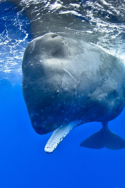 A sperm whale under wather in Madeira seas that sometimes people may watch in a Whale and Dolphin watching experience by Madeira Sea Emotions