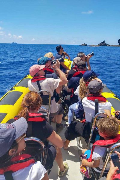 Whale and Dolphin Watching in Madeira a boat tour experience by Madeira Sea Emotions