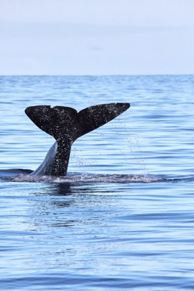 A back fin of a Whale emerging in Madeira coast with the Ponta São Lourenço in the horizon, that sometimes people may watch in a Whale and Dolphin watching experience by Madeira Sea Emotions
