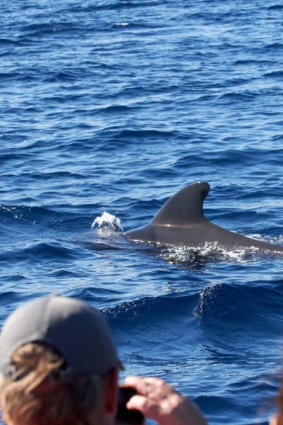 People watching a dolphin emerging in the sea, from a boat from Madeira Sea Emotions Tour a Dolphin watching experience by Madeira Sea Emotions.