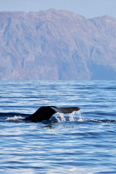 A back fin of a Whale emerging in Madeira coast with the Ponta São Lourenço in the horizon, that sometimes people may watch in a Whale and Dolphin watching experience by Madeira Sea Emotions
