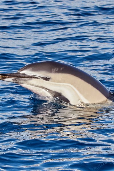 A dolphin emerging in Madeira sea, that sometimes people may watch in a Whale and Dolphin watching experience by Madeira Sea Emotions