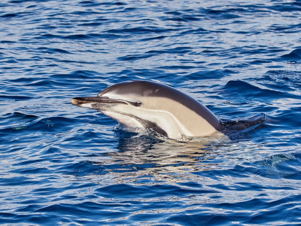 A dolphin emerging in Madeira sea, that sometimes people may watch in a Whale and Dolphin watching experience by Madeira Sea Emotions