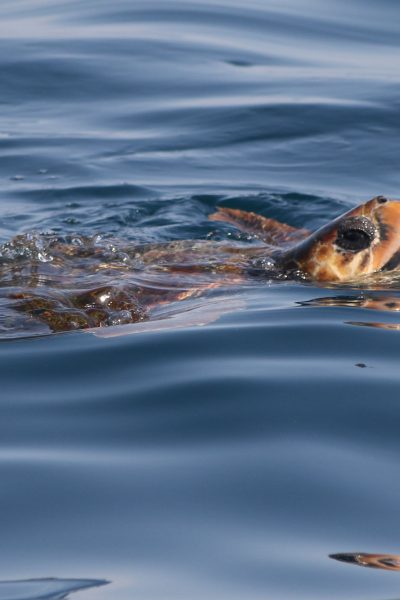 A turtle emerging for air in the Madeira sea that sometimes people may watch in a Whale and Dolphin watching experience by Madeira Sea Emotions.