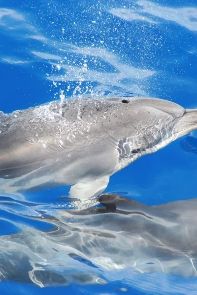 A Dolphin emerging from the sea to breath. A Whale and dolphin watch experience in a Catamaran, a VMT Madeira experience.
