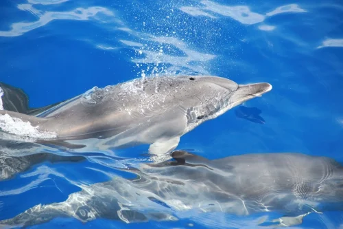A Dolphin emerging from the sea to breath. A Whale and dolphin watch experience in a Catamaran, a VMT Madeira experience.