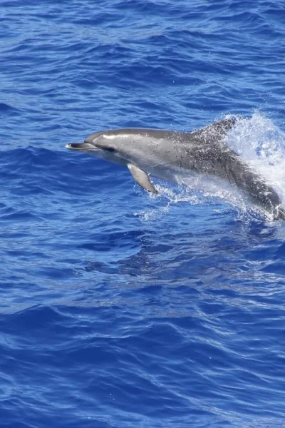 A Dolphin jumping from the sea .A Whale and dolphin watch experience in a Catamaran, a VMT Madeira experience.