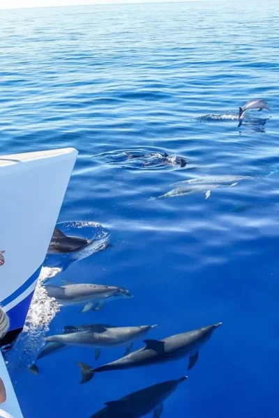 People watching dolphins jumping in the sea in a Catamaran a VMT Madeira experience.