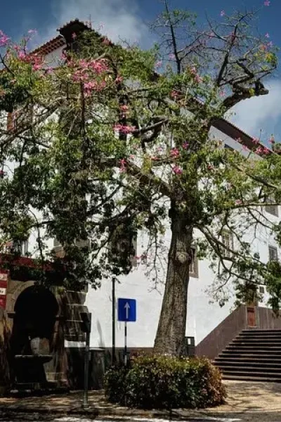 Private Funchal City Tour by Tukxi