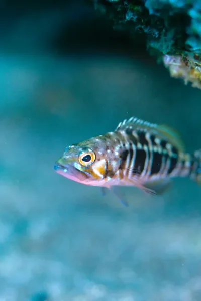 scorpio-madeira-single-dive-by-boat-32