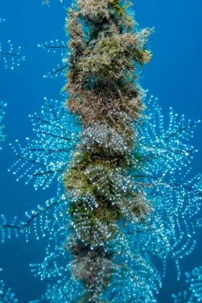 scorpio-madeira-course-ssi-scuba-diver-36
