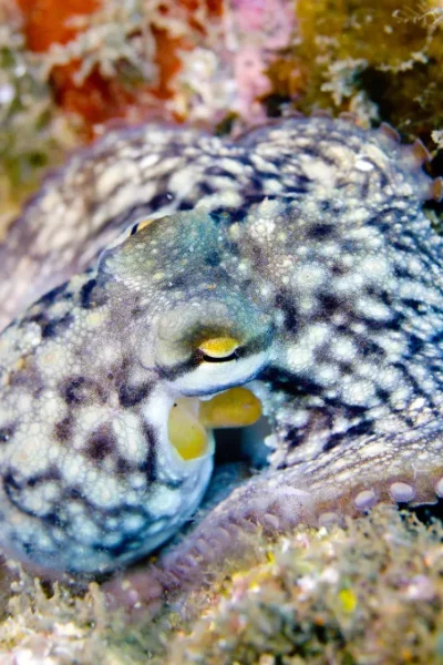 scorpio-madeira-single-dive-by-boat-35