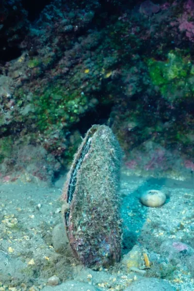 scorpio-madeira-single-dive-by-boat-42