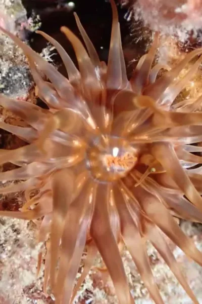 scorpio-madeira-snorkeling-trip-by-boat-39