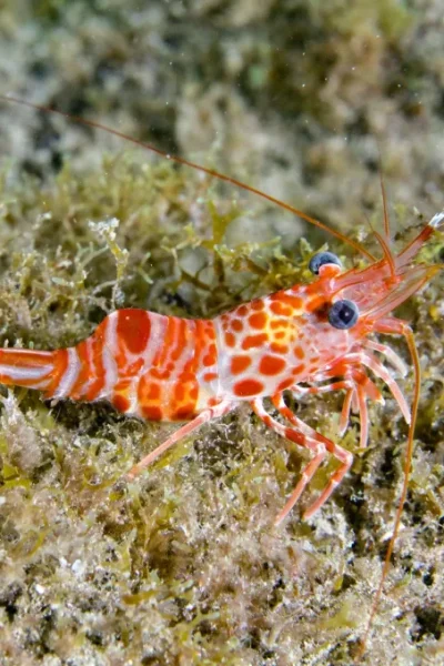 scorpio-madeira-try-scuba-diving-38