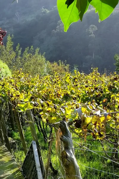 Woman strolling along a stone path amid golden Madeira grapevines, an experience by Wine Tours Madeira