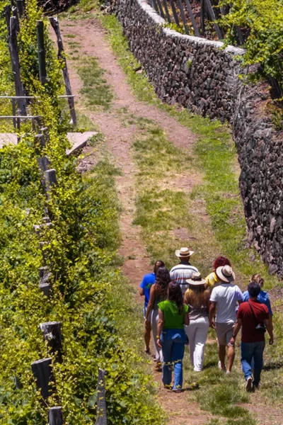 Tour group walking a dirt path beside stone walls and lush Madeira vineyards, an experience by Wine Tours Madeira