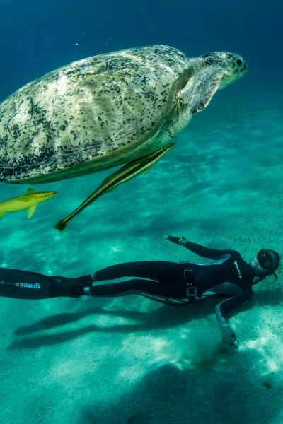 Freediverdiving swimming with a turtle, an experience by Scorpio Madeira