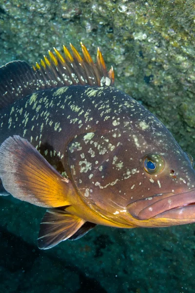 An orange and brown fish swimming near some rock formation