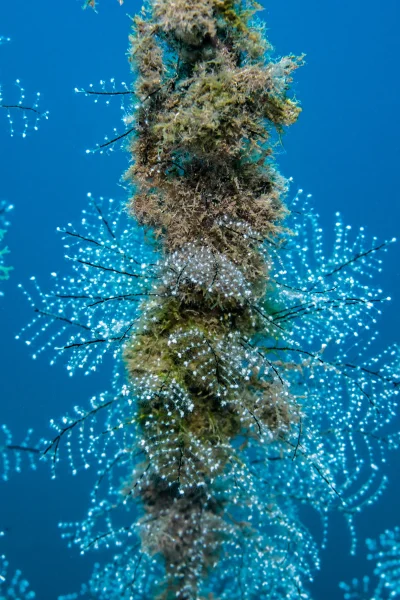 scorpio-madeira-course-ssi-scuba-diver-02
