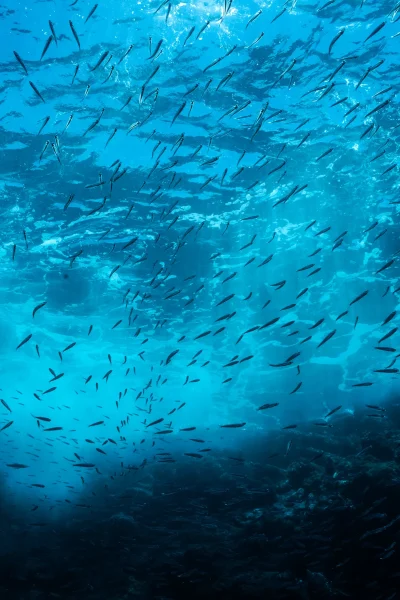A School of sih swimming near the surface of the ocean