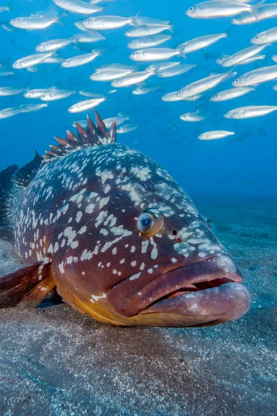 Big fish swimming near the bottom of the ocean with a school of fish in the background