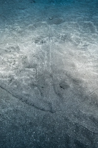 A Stingray hiding in the sand underwater