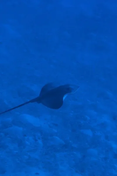 a stingray swimming in the bluew ocea
