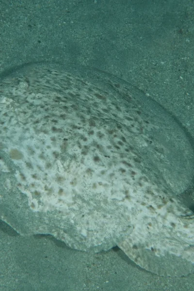 close up of a stingray in the bottom of the ocean