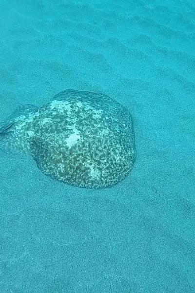 a stingray in the bottom of the ocean