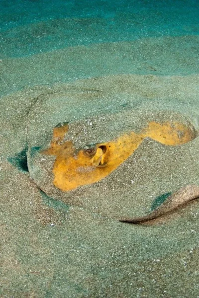 A Stingrayusing sand to hideit self underwater