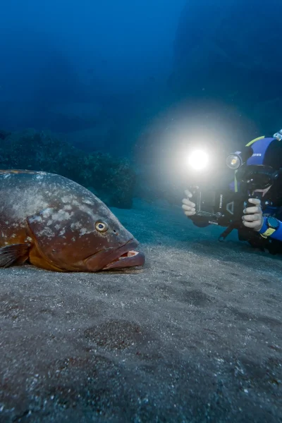 A diver recording a big fish swimming at the bottom of the ocean