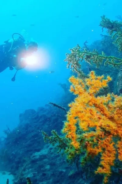 scorpio-madeira-double-shore-diving-03
