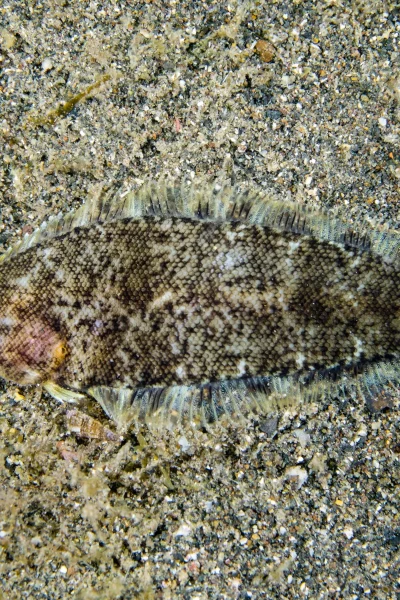 scorpio-madeira-double-shore-diving-05