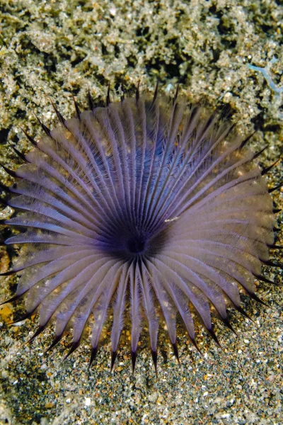 scorpio-madeira-double-shore-diving-06