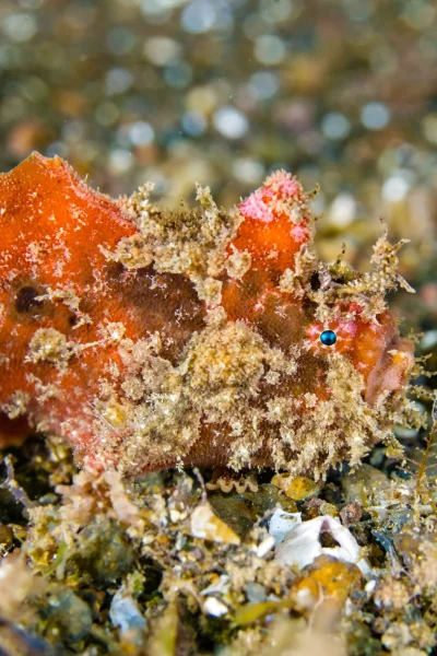 scorpio-madeira-double-shore-diving-07