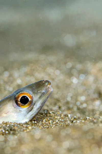 scorpio-madeira-double-shore-diving-07